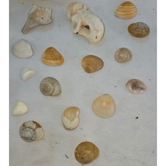 Seashell Lot 50 Mollusk Scallop Conch Clam Rock Snail 1" to 6" Crafts Collector - Picture 4 of 14